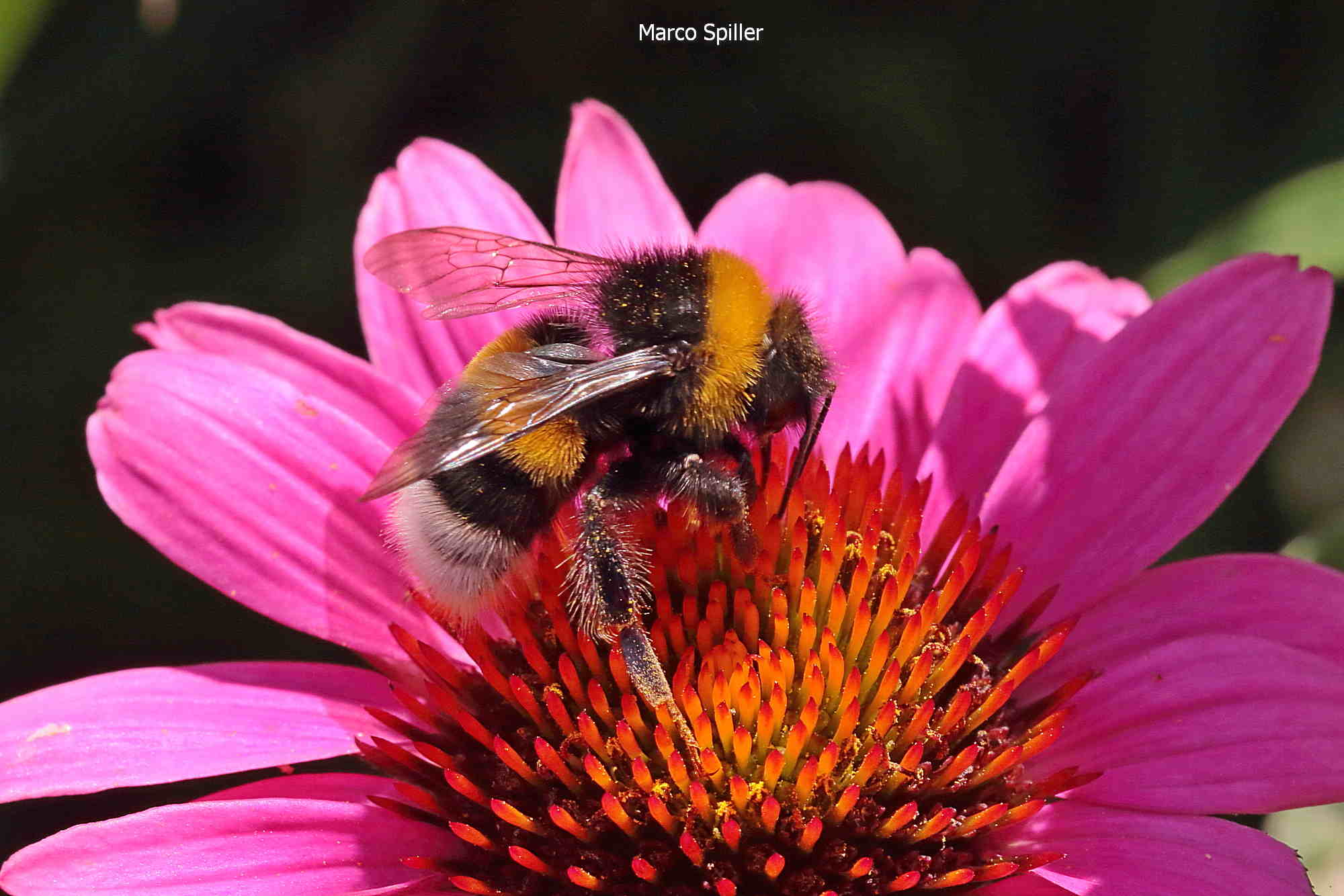 Bombus terrestris